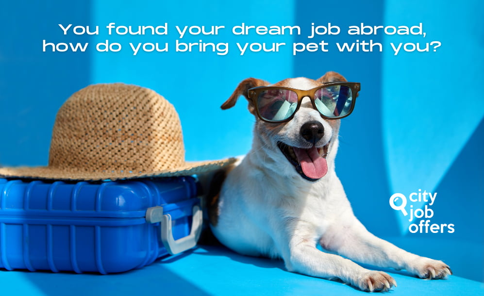 You found your dream job abroad, how do you bring your pet with you CITY-JOB-OFFERS